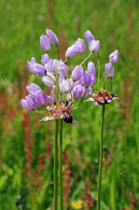 Framed Print : Rosy garlic (Allium roseum) in flower in a field, St Mary's, Isles of Scilly, UK. May Framed Print : Rosy garlic (Allium roseum) in flower in a field, St Mary's, Isles of Scilly, UK. May