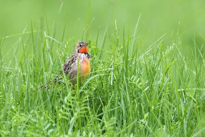 Framed Print : Rosy-throated longclaw (Macronyx ameliae) perched among long grass, Ngorongoro Crater, Tanzania Framed Print : Rosy-throated longclaw (Macronyx ameliae) perched among long grass, Ngorongoro Crater, Tanzania