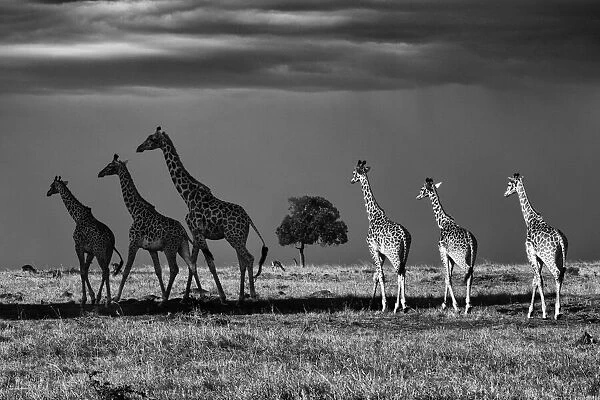 Rothschild giraffes (Giraffa camelopardalis rothschildi), three walking in shade and three walking in light, Mara North Conservancy, Kenya. October