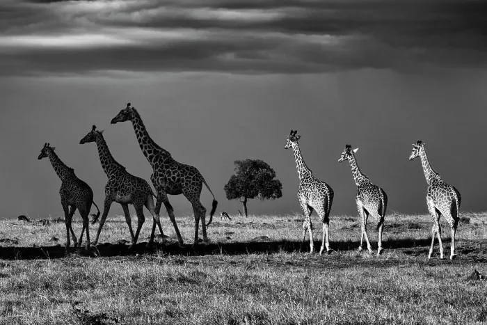 Framed Print : Rothschild giraffes (Giraffa camelopardalis rothschildi), three walking in shade and three walking in light, Mara North Conservancy, Kenya. October Framed Print : Rothschild giraffes (Giraffa camelopardalis rothschildi), three walking in shade and three walking in light, Mara North Conservancy, Kenya. October