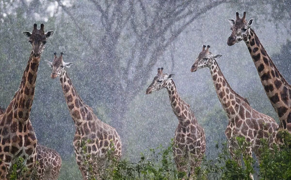 Rothschilds giraffe (Giraffa camelopardalis rothschildi), Murchison Falls National Park