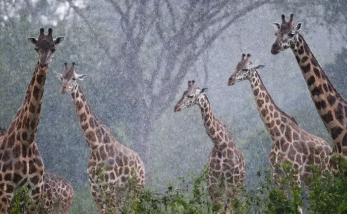 Framed Print : Rothschilds giraffe (Giraffa camelopardalis rothschildi), Murchison Falls National Park Framed Print : Rothschilds giraffe (Giraffa camelopardalis rothschildi), Murchison Falls National Park