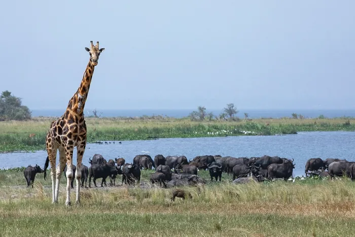 Framed Print : Rothschild's giraffe (Giraffa camelopardalis rothschildi) standing on grassland with herd of Cape buffalo (Syncerus caffer caffer) behind, Lake Albert, Uganda Framed Print : Rothschild's giraffe (Giraffa camelopardalis rothschildi) standing on grassland with herd of Cape buffalo (Syncerus caffer caffer) behind, Lake Albert, Uganda