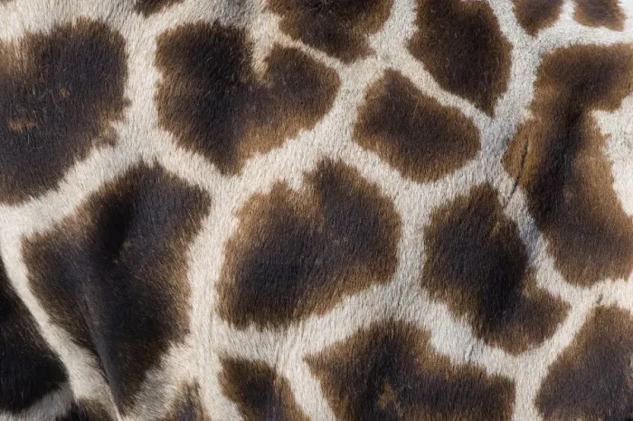 Framed Print : Rothschilds giraffe (Giraffa camelopardalis rothschildi) close up of young calf skin pattern Framed Print : Rothschilds giraffe (Giraffa camelopardalis rothschildi) close up of young calf skin pattern