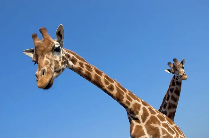 Framed Print : Rothschild's giraffe (Giraffa camelopardalis rothschildi) two curious giraffes looking down, captive Framed Print : Rothschild's giraffe (Giraffa camelopardalis rothschildi) two curious giraffes looking down, captive