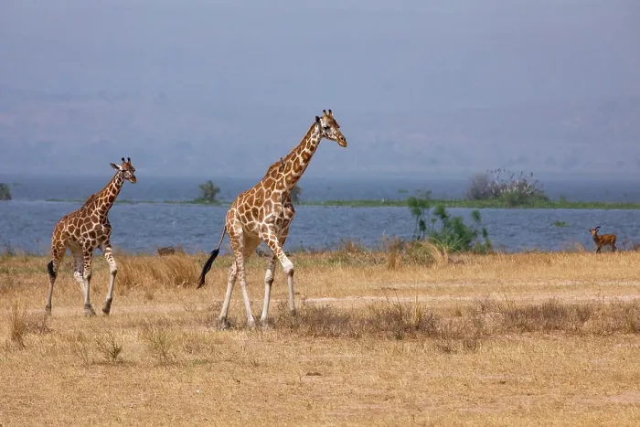 Framed Print : Two Rothschild's giraffes (Giraffa camelopardalis rothschildi) walking over dry grassland with lake behind, Lake Albert, Uganda Framed Print : Two Rothschild's giraffes (Giraffa camelopardalis rothschildi) walking over dry grassland with lake behind, Lake Albert, Uganda