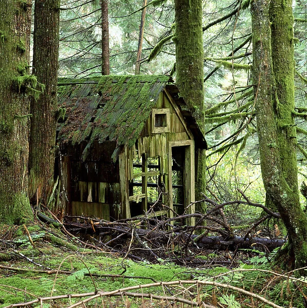 Rotting wooden shed covered in moss, Washington State, USA
