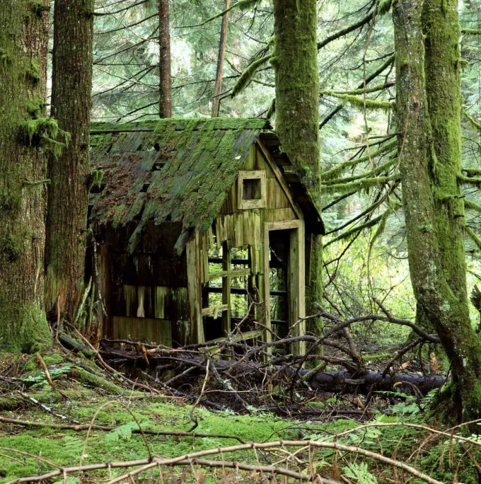 Framed Print : Rotting wooden shed covered in moss, Washington State, USA Framed Print : Rotting wooden shed covered in moss, Washington State, USA