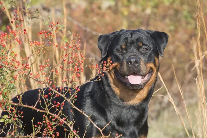 Framed Print : Rottweiler in autumnal vegetation with berries, Madison, Connecticut, USA Framed Print : Rottweiler in autumnal vegetation with berries, Madison, Connecticut, USA