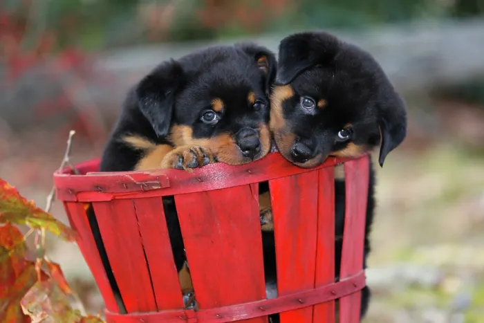 Framed Print : Two Rottweiler puppies sitting in a basket, portrait, Haddam, Connecticut, USA. December Framed Print : Two Rottweiler puppies sitting in a basket, portrait, Haddam, Connecticut, USA. December