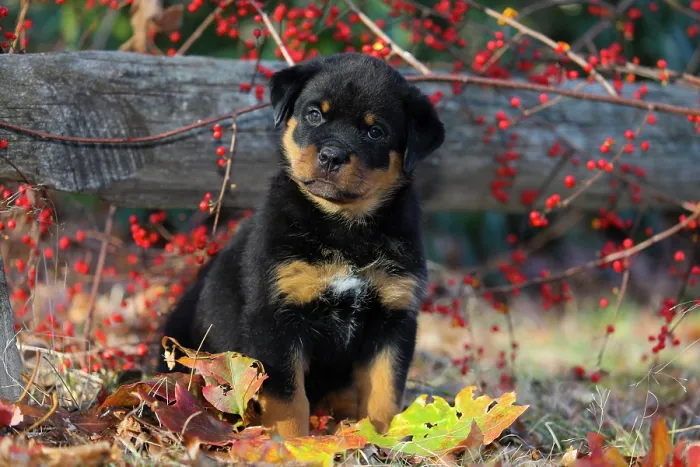 Framed Print : Rottweiler puppy portrait, Haddam, Connecticut, USA. December Framed Print : Rottweiler puppy portrait, Haddam, Connecticut, USA. December