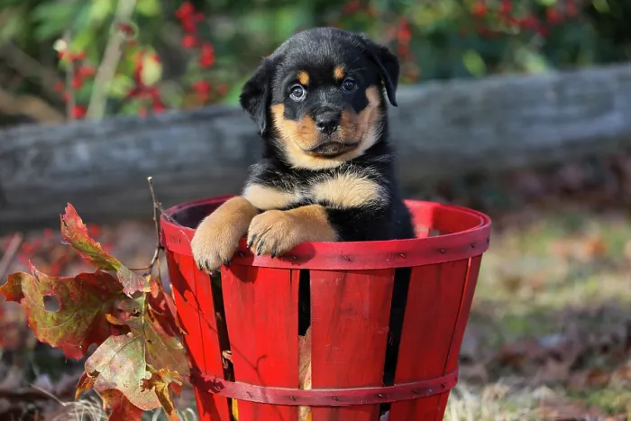 Framed Print : Rottweiler puppy sitting in a basket, portrait, Haddam, Connecticut, USA. December Framed Print : Rottweiler puppy sitting in a basket, portrait, Haddam, Connecticut, USA. December