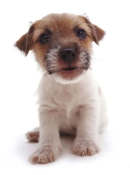 Framed Print : Rough coated Jack Russell Terrier puppy, black, tan and white, portrait Framed Print : Rough coated Jack Russell Terrier puppy, black, tan and white, portrait