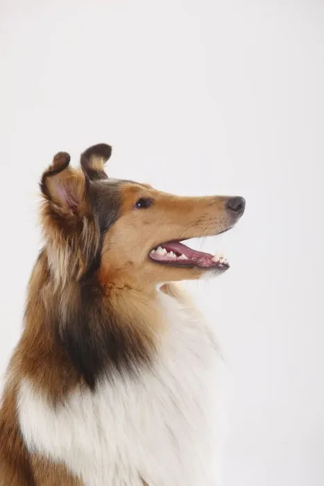 Framed Print : Rough Collie, sable-white male, portrait against white background Framed Print : Rough Collie, sable-white male, portrait against white background
