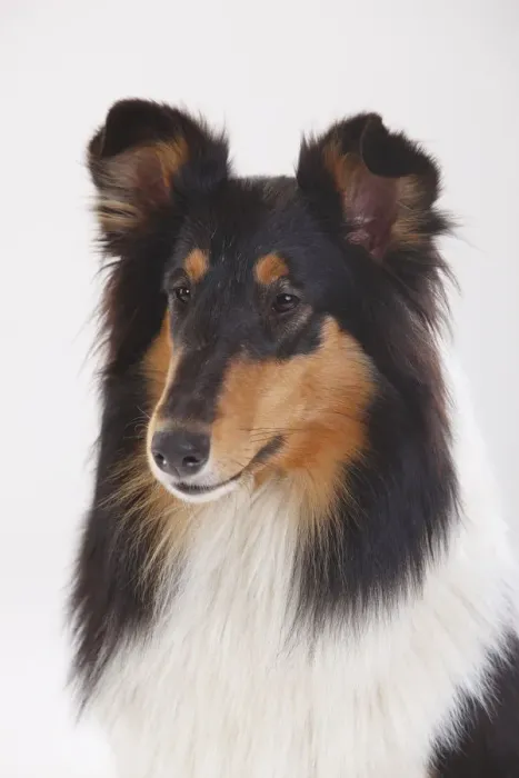 Framed Print : Rough Collie, tricolour bitch portrait against white background Framed Print : Rough Collie, tricolour bitch portrait against white background
