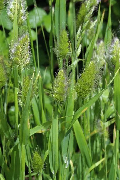 Framed Print : Rough dog's-tail (Cynosurus echinatus), St Mary's, Isles of Scilly, UK. May