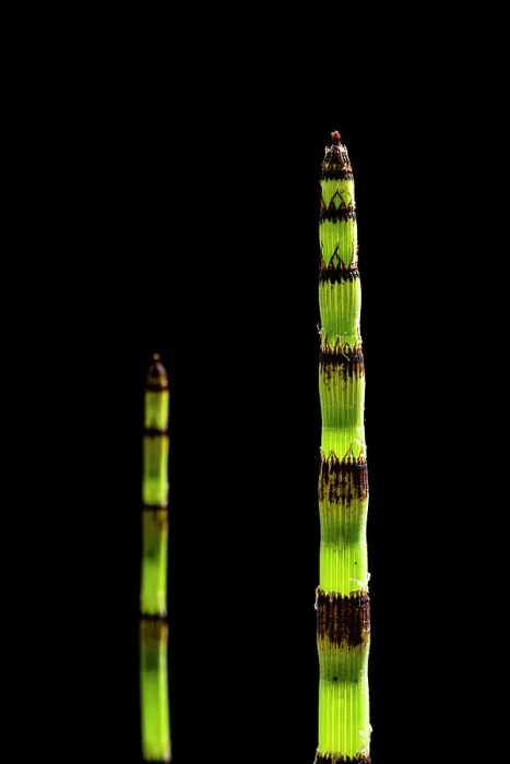 Framed Print : Rough horsetail (Equisetum hyenale) in cultivation. Focus stacked image