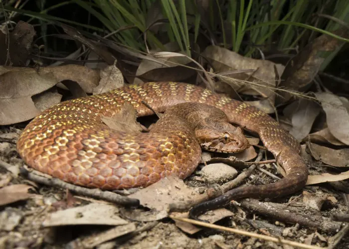 Framed Print : Rough-scaled death adder (Acanthophis rugosus), slightly inflated to show bright