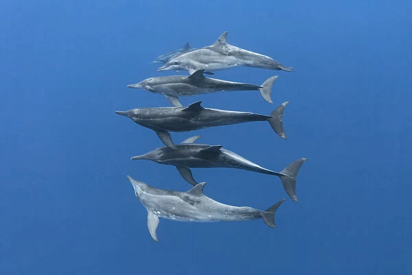 Rough-toothed dolphins (Steno bredanensis) small group swimming at depth. Vavaau, Tonga