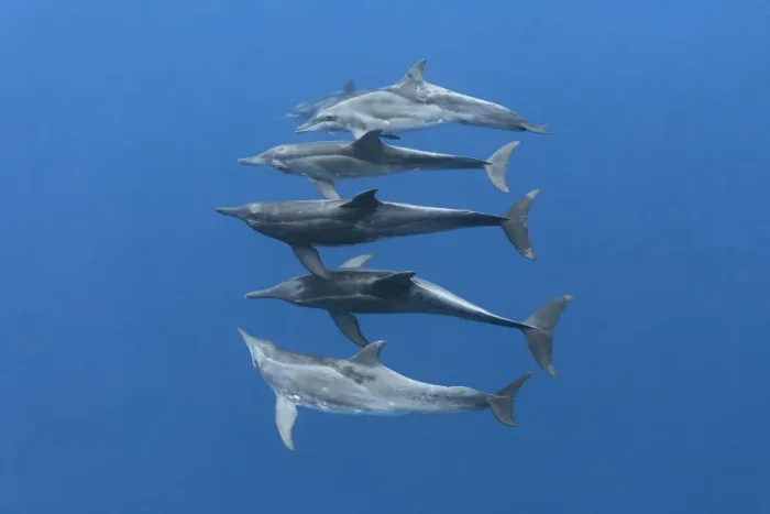 Framed Print : Rough-toothed dolphins (Steno bredanensis) small group swimming at depth. Vavaau, Tonga Framed Print : Rough-toothed dolphins (Steno bredanensis) small group swimming at depth. Vavaau, Tonga