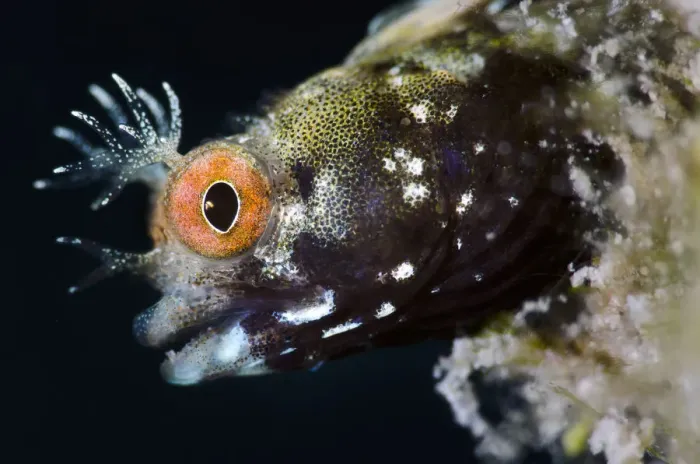 Framed Print : Roughhead blenny (Acanthemblemaria aspera) male portrait. This species is very small Framed Print : Roughhead blenny (Acanthemblemaria aspera) male portrait. This species is very small