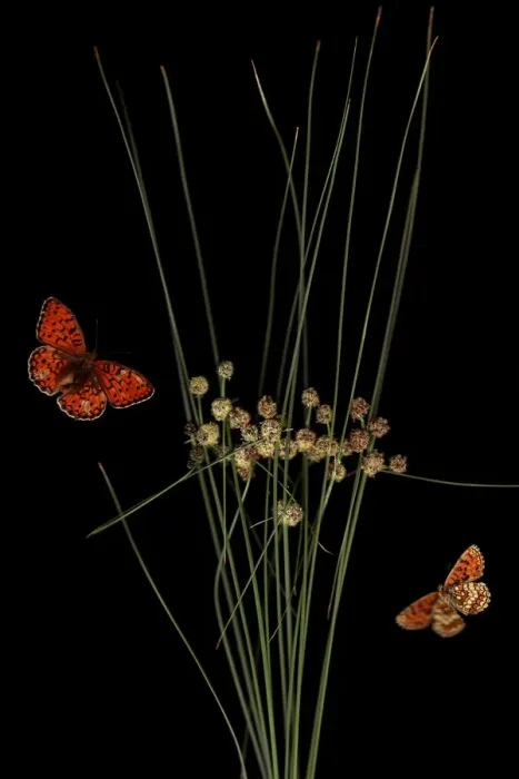 Framed Print : Round headed club rush (Scirpus holoschoenus) with Heath fritillary butterfly (Melitaea athalia) Framed Print : Round headed club rush (Scirpus holoschoenus) with Heath fritillary butterfly (Melitaea athalia)