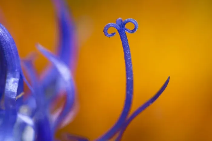 Framed Print : Round-headed Rampion (Phyteuma orbiculare) detail with out of focus Golden Hawk s?beard Framed Print : Round-headed Rampion (Phyteuma orbiculare) detail with out of focus Golden Hawk s?beard