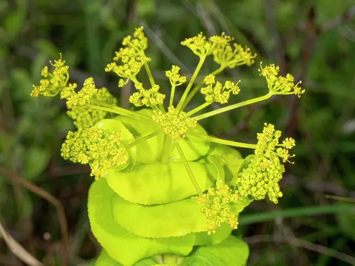Framed Print : Round- leaved Alexanders (Smyrnium perfoliatum rotundifolium) in flower, Gargano, Puglia, Italy, April Framed Print : Round- leaved Alexanders (Smyrnium perfoliatum rotundifolium) in flower, Gargano, Puglia, Italy, April