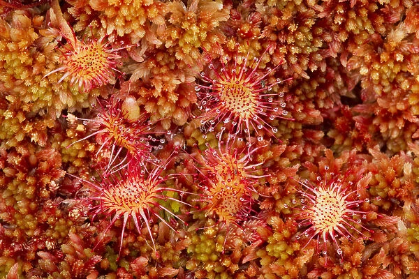 Round-leaved sundew (Drosera rotundifolia) growing in Sphagnum moss, Flow Country
