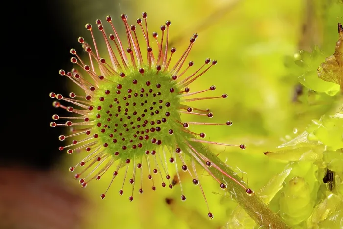 Framed Print : Round-leaved sundew (Drosera rotundifolia) close-up of a single leaf showing the sticky tendrils that trap small invertebrates, Meathop Moss, Cumbria, England, UK. June Framed Print : Round-leaved sundew (Drosera rotundifolia) close-up of a single leaf showing the sticky tendrils that trap small invertebrates, Meathop Moss, Cumbria, England, UK. June