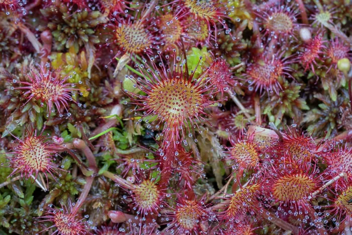 Framed Print : Round-leaved sundew (Drosera rotundifolia), Lake di Starlaresc da Sgiof, Upper Verzasca Valley, Ticino, Switzerland. July Framed Print : Round-leaved sundew (Drosera rotundifolia), Lake di Starlaresc da Sgiof, Upper Verzasca Valley, Ticino, Switzerland. July