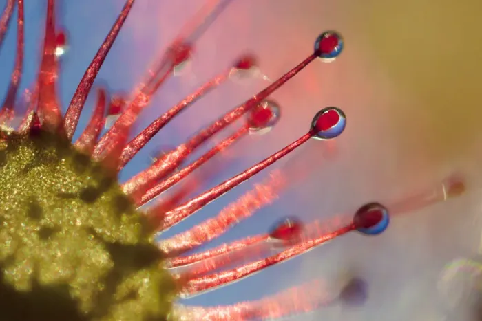 Framed Print : Round-leaved sundew (Drosera rotundifolia) backlit at sunset. Isle of Mull, Scotland