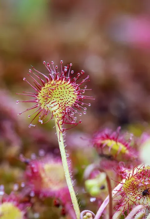 Framed Print : Round-leaved sundew (Drosera rotundifolia), close up Framed Print : Round-leaved sundew (Drosera rotundifolia), close up
