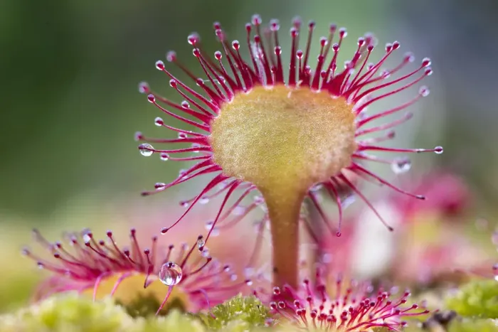 Framed Print : Round-leaved sundew (Drosera rotundifolia) showing sticky droplets on the end of Framed Print : Round-leaved sundew (Drosera rotundifolia) showing sticky droplets on the end of