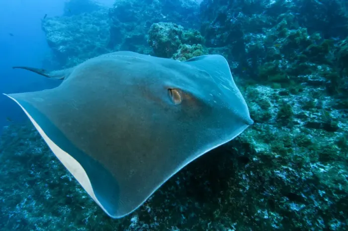 Framed Print : Round stingray (Taeniura grabata) swimming over rocks, Princesa Alice, Azores, Portugal