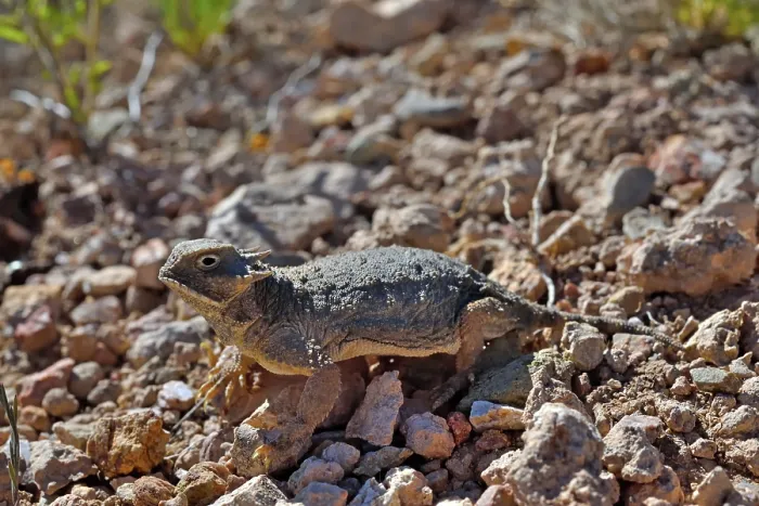 Framed Print : Round-tailed horned lizard (Phrynosoma modestum) on dry ground, near San Simon, Arizona, USA. May