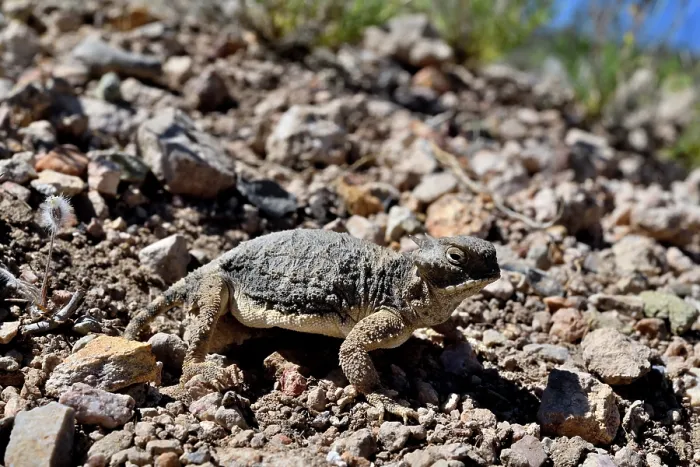 Framed Print : Round-tailed horned lizard (Phrynosoma modestum) on dry ground, near San Simon, Arizona, USA. May Framed Print : Round-tailed horned lizard (Phrynosoma modestum) on dry ground, near San Simon, Arizona, USA. May