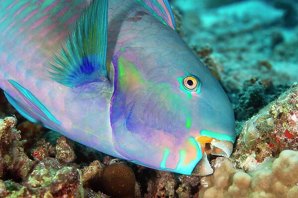 Roundhead parrotfish (Chlorurus strongycephalus) feeding on coral and algae growing on a reef, South Male Atoll, Maldives, Indian Ocean