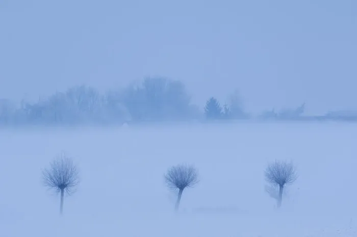 Framed Print : Row of three trees in snow, Groot Schietveld, Wuustwezel, Belgium, January 2010 Framed Print : Row of three trees in snow, Groot Schietveld, Wuustwezel, Belgium, January 2010