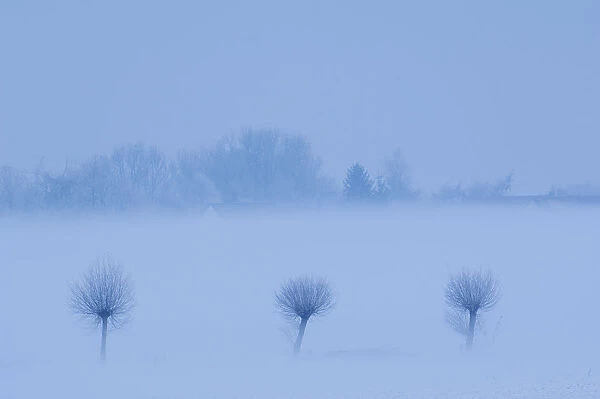Row of three trees in snow, Groot Schietveld, Wuustwezel, Belgium, January 2010