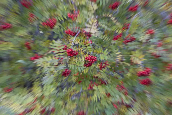 Framed Print : Rowan (Corbus aucuparia) and Ash trees (Fraxinus excelsior) in fruit, blurred by zoom effect Framed Print : Rowan (Corbus aucuparia) and Ash trees (Fraxinus excelsior) in fruit, blurred by zoom effect