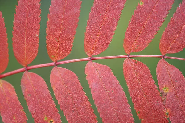 Rowan tree  /  Mountain ash (Sorbus aucuparia) leaves, Kuhmo, Finland, September 2008