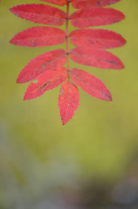 Framed Print : Rowan tree  /  Mountain ash (Sorbus aucuparia) leaves, Kuhmo, Finland, September 2008