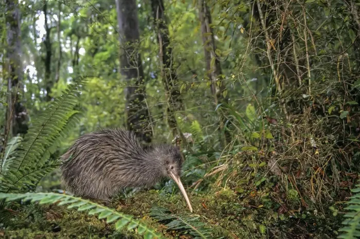 Framed Print : Rowi or Okarito Brown Kiwi (Apteryx rowi) male called Scooter Framed Print : Rowi or Okarito Brown Kiwi (Apteryx rowi) male called Scooter