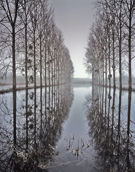 Two rows of poplar (Populus sp. ) trees relected in in flood water, during the floods