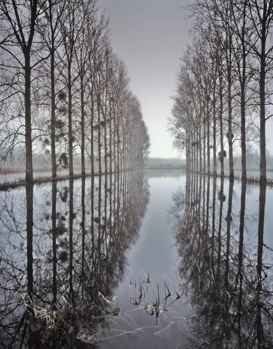 Framed Print : Two rows of poplar (Populus sp. ) trees relected in in flood water, during the floods Framed Print : Two rows of poplar (Populus sp. ) trees relected in in flood water, during the floods