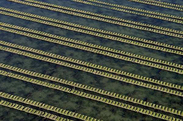 Rows of racks used in oyster farming at high tide, Isle de Re, Charente-Maritime