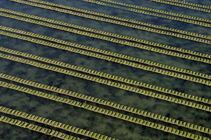 Framed Print : Rows of racks used in oyster farming at high tide, Isle de Re, Charente-Maritime Framed Print : Rows of racks used in oyster farming at high tide, Isle de Re, Charente-Maritime
