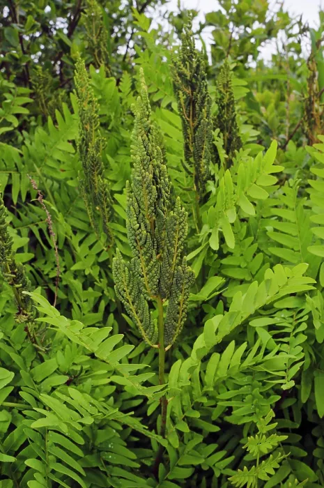 Framed Print : Royal fern (Osmunda regalis), St Mary's, Isles of Scilly, UK. May Framed Print : Royal fern (Osmunda regalis), St Mary's, Isles of Scilly, UK. May