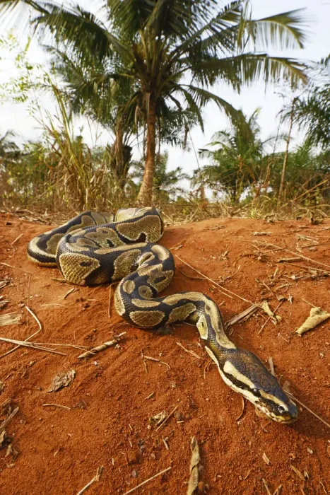 Framed Print : Royal python (Python regius) Togo. Controlled conditions Framed Print : Royal python (Python regius) Togo. Controlled conditions